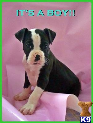 Boxer Puppies for Sale