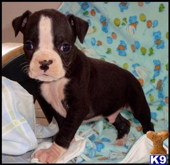Boxer Puppies for Sale