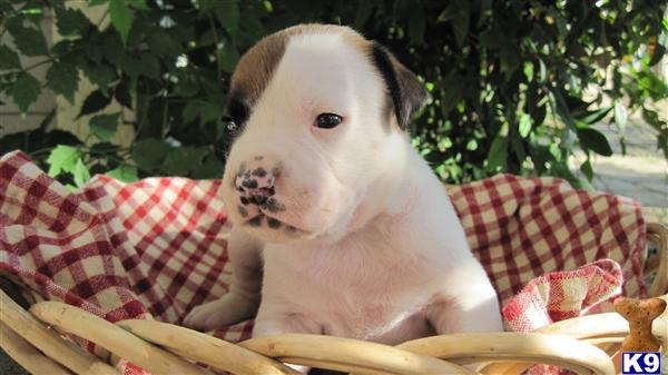 Puppies in Temecula