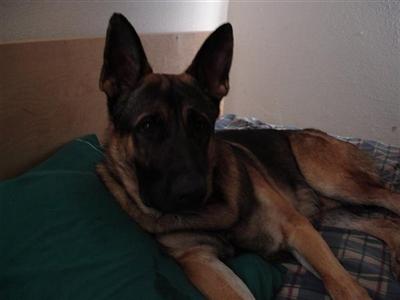 Stud Dogs in CA