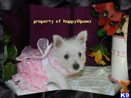 West Highland White Terrier Puppies