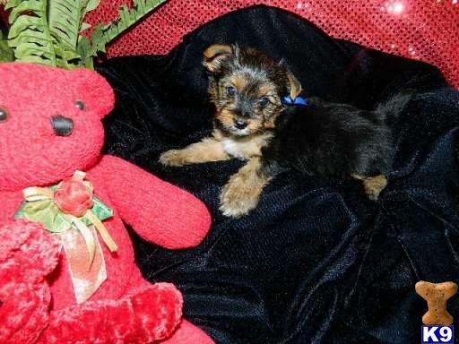 Yorkshire Terrier Puppies in TX