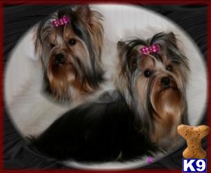 Dogs for Sale in TX