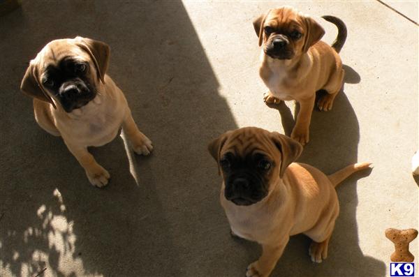 Puppies in IA
