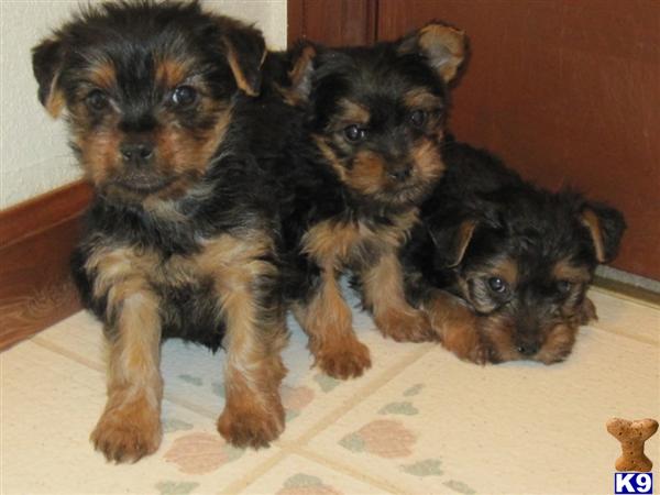 colorado yorkies yorkie terrier puppies colorado breeds picture colorado yorkies yorkie terrier puppies colorado breeds picture