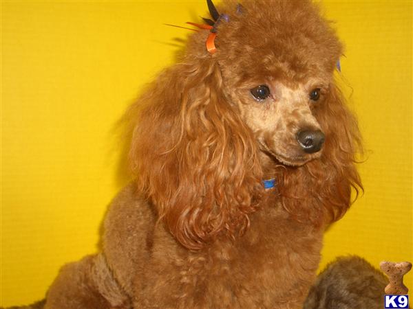 Dogs - Poodle
