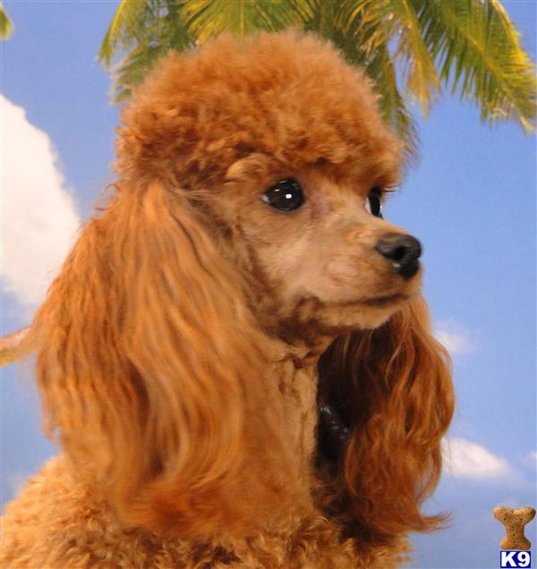 Stud Dogs - Poodle