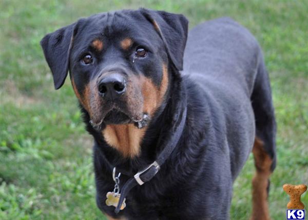 Dogs for Sale in OH
