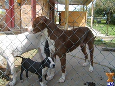 Dogs for Sale in TX