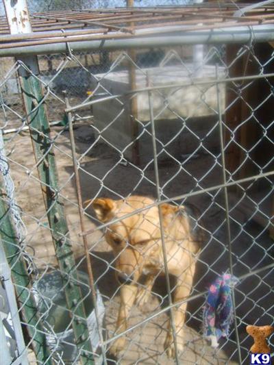 Dogs for Sale in TX