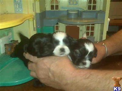 Puppies in AZ
