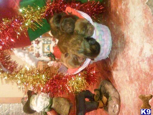Puppies in AZ