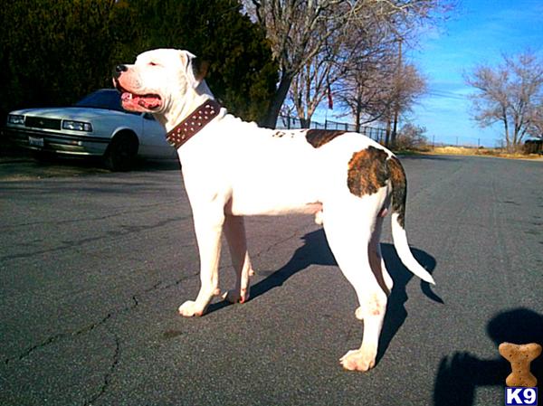 Stud Dogs in CA