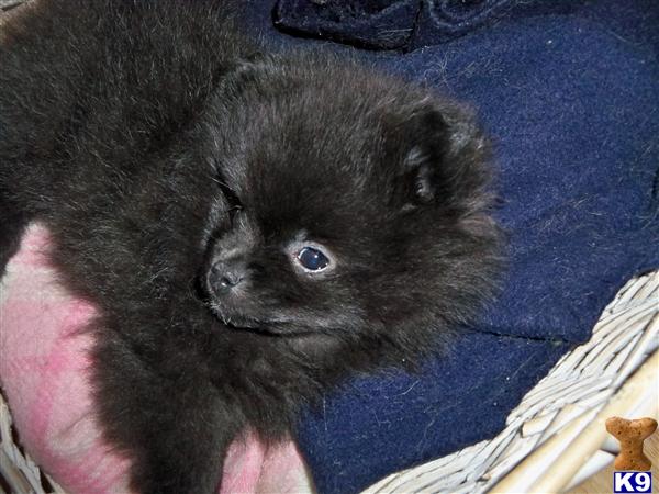 Puppies in Grand rapids