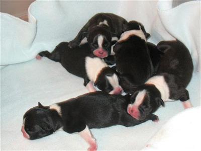 Puppies in Mt. pleasant