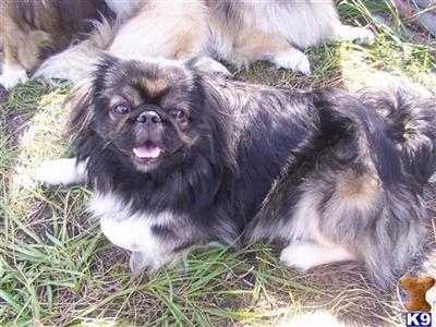 Stud Dogs - Pekingese