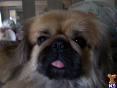 Stud Dogs - Pekingese