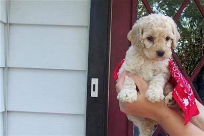 Puppies in WI