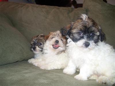 Puppies in WI