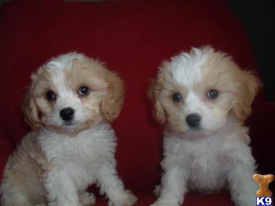 Puppies in WI