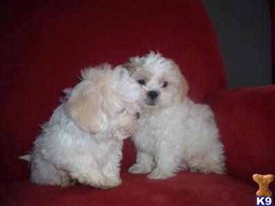 Puppies in WI