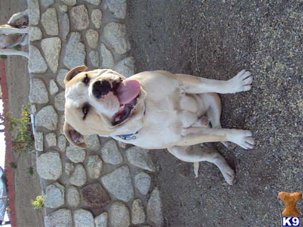 Stud Dogs - American Staffordshire Terrier