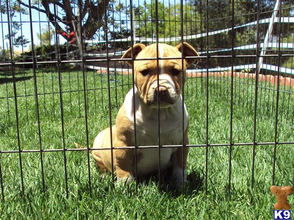 american pitbull puppies pictures. American Pit Bull Puppies in
