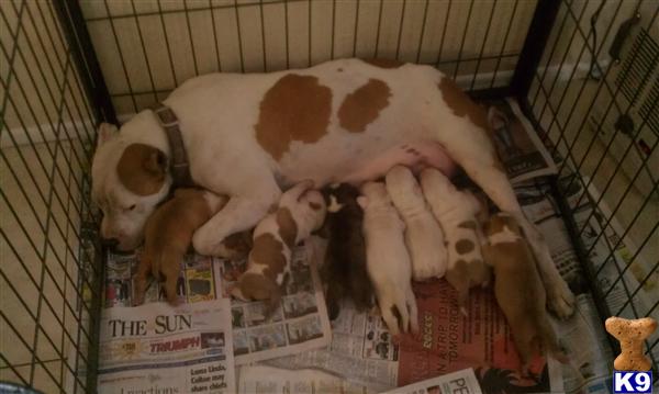 American Staffordshire Terrier Puppies
