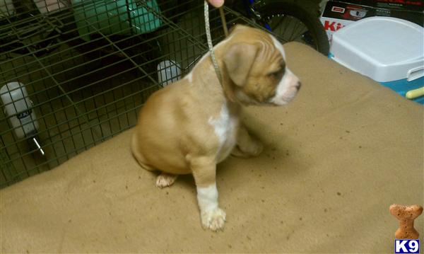 American Staffordshire Terrier Puppies