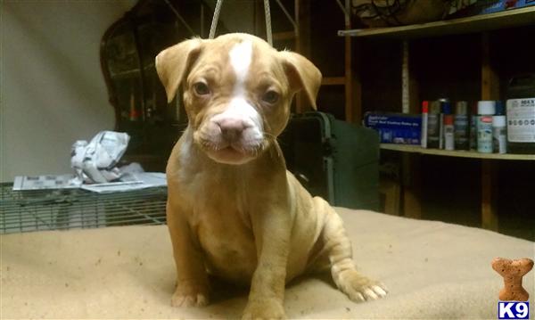 American Staffordshire Terrier Puppies