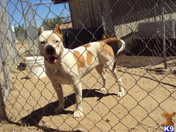 Dogs - American Staffordshire Terrier