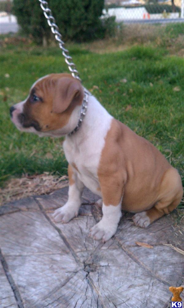 American Staffordshire Terrier Puppies
