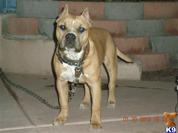 American Staffordshire Terrier Puppies