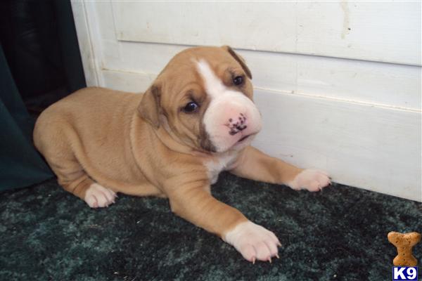American Staffordshire Terrier Puppies