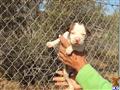 American Staffordshire Terrier