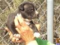 American Staffordshire Terrier