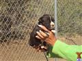 American Staffordshire Terrier