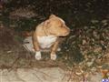 American Staffordshire Terrier
