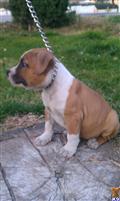 American Staffordshire Terrier