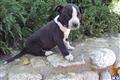 American Staffordshire Terrier