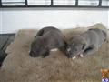 American Staffordshire Terrier