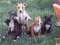 American Staffordshire Terrier