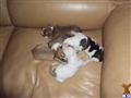 American Staffordshire Terrier