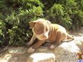 American Staffordshire Terrier