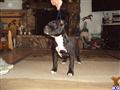 American Staffordshire Terrier