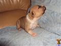 American Staffordshire Terrier