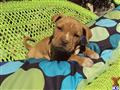 American Staffordshire Terrier