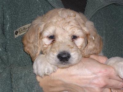 Goldendoodles Puppies for Sale