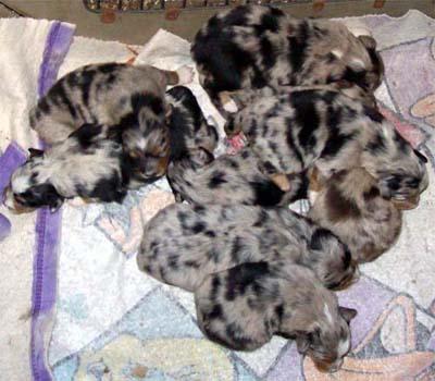 Puppies in ID