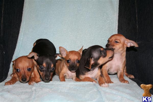 Rat Terrier Puppies
